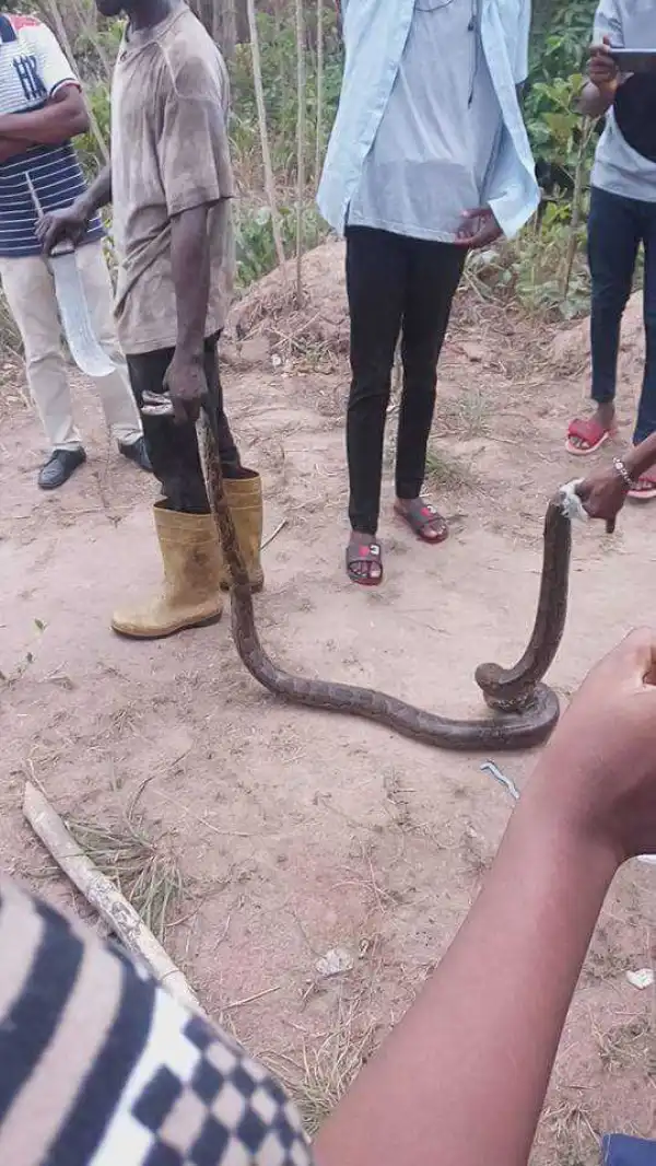 See The Huge Python Agric Students At Nnamdi Azikiwe University Killed (Photos)